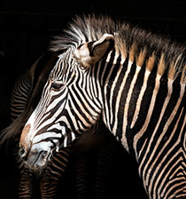 zoo