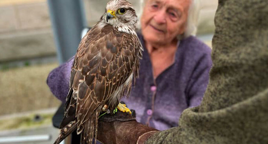 Falconyterapie